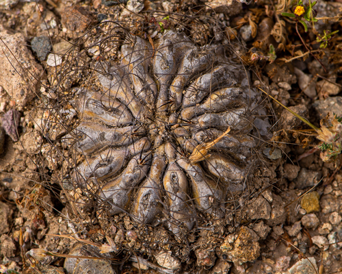 Eriosyce crispa