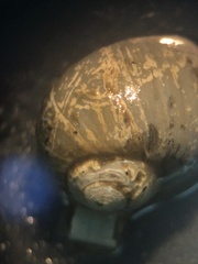 Falsilunatia patagonica