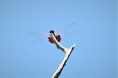 Tramea carolina