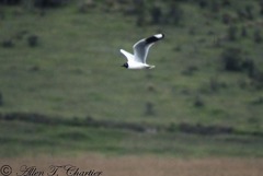 Chroicocephalus serranus