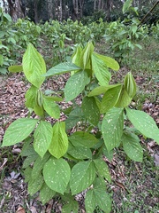 Flemingia macrophylla