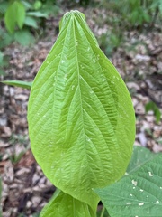 Flemingia macrophylla