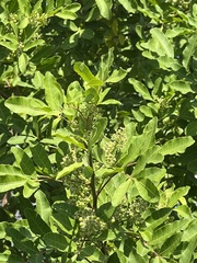 Schinus terebinthifolia