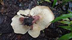 Tricholomopsis rutilans