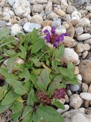 Prunella grandiflora