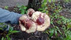 Tricholomopsis rutilans