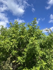 Schinus terebinthifolia