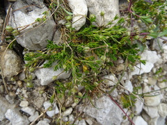 Moehringia ciliata