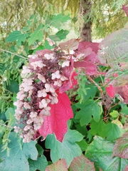 Hydrangea quercifolia