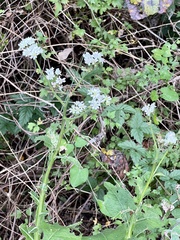 Verbesina microptera