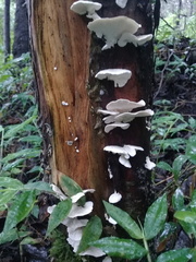 Trametes elegans