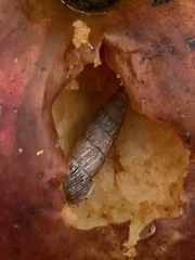 Alinda biplicata
