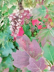 Hydrangea quercifolia