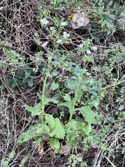 Verbesina microptera