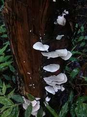 Trametes elegans