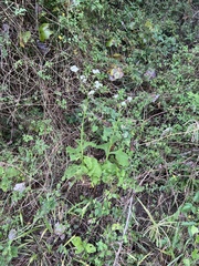 Verbesina microptera