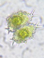 Staurastrum hystrix