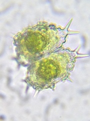 Staurastrum hystrix