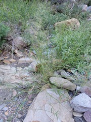 Eragrostis lehmanniana
