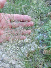 Eragrostis lehmanniana