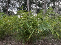 Alpinia oxyphylla