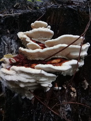 Ganoderma sessile