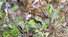 Viola sieberiana