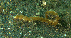 Pteraeolidia semperi