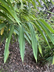 Alpinia oxyphylla