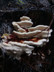 Ganoderma sessile