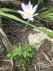 Knowltonia tenuifolia