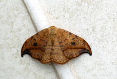 Drepana falcataria