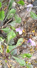 Viola sieberiana