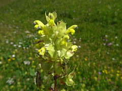 Rhinanthus freynii