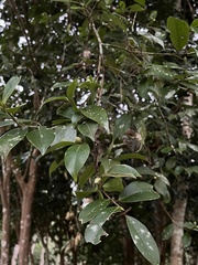 Camellia oleifera