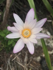 Knowltonia tenuifolia