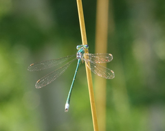Lestes virens vestalis