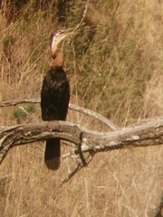 Anhinga rufa