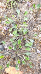 Viola sieberiana