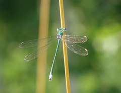 Lestes virens vestalis