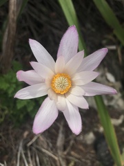 Knowltonia tenuifolia