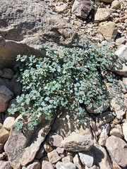 Euphorbia cinerascens