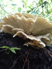 Bondarzewia berkeleyi