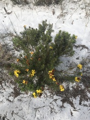 Cyclopia genistoides