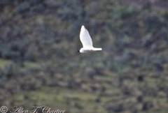 Chroicocephalus serranus