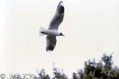 Chroicocephalus serranus