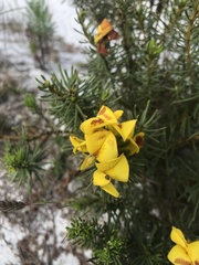 Cyclopia genistoides