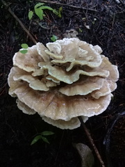 Bondarzewia berkeleyi
