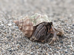 Coenobita