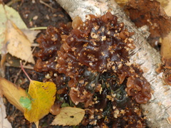 Phaeotremella